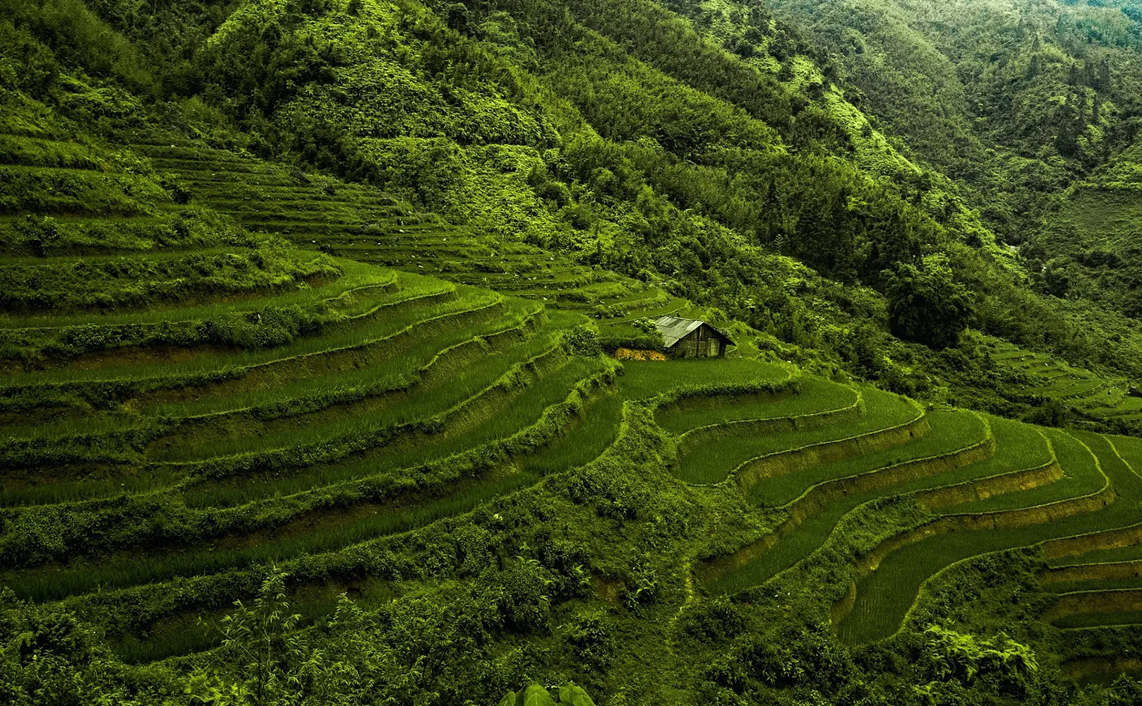 Pendapatan Asli Desa